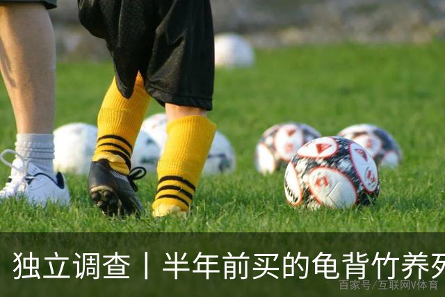 独立调查丨半年前买的龟背竹养死了，也要“仅退款”：商家拒绝后被投诉到闭店，还被告上法庭